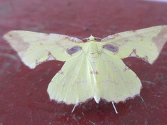 Corymica pryeri