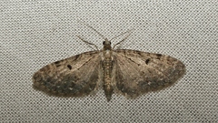 Eupithecia virgaureata