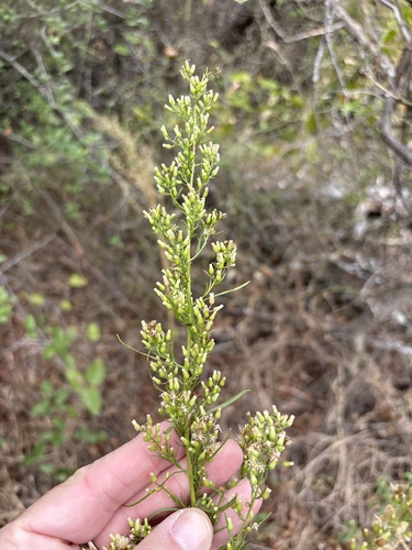 horseweed