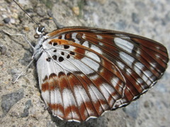 Neptis pryeri