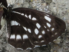 Neptis pryeri