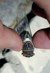 Diceroprocta cinctifera