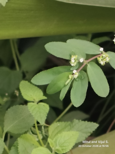Euphorbia hypericifolia observed 2026-10-20