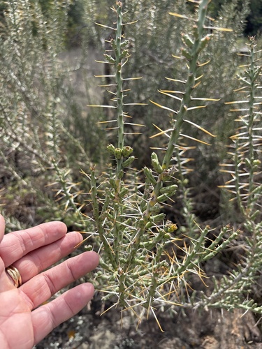 Christmas cholla