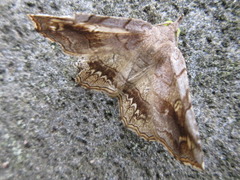 Pangrapta flavomacula