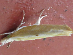 Ypsolopha blandella