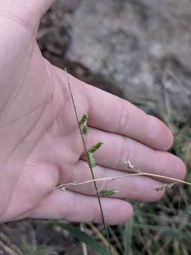 Echinochloa colonum observed 2026-10-19
