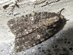 Acronicta rumicis