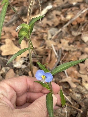 whitemouth dayflower