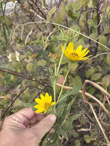 Maximilian sunflower
