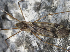 Tipula coquilletti
