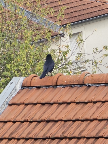 Carrion Crow