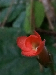 Gesneria reticulata