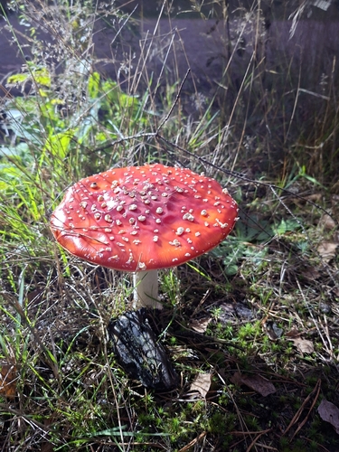 Fly Agaric