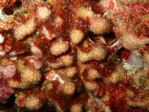 Madracis observed 2026-10-18