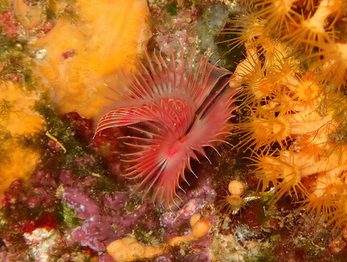 Serpula vermicularis observed 2026-10-18