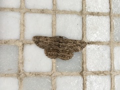 Hypomecis transcissa