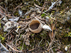 Helvella acetabulum