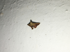 Endotricha repandalis