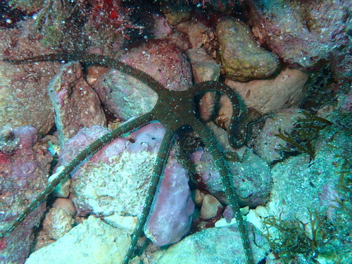 Ophioderma observed 2026-10-18