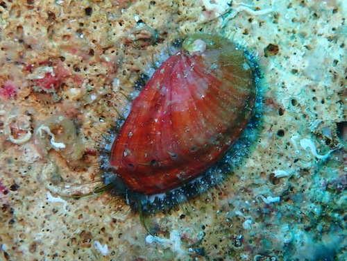Haliotis tuberculata observed 2026-10-18