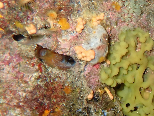 Lithophaga observed 2026-10-18