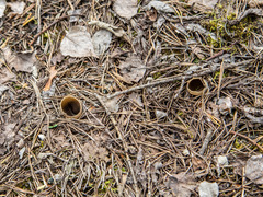 Helvella acetabulum