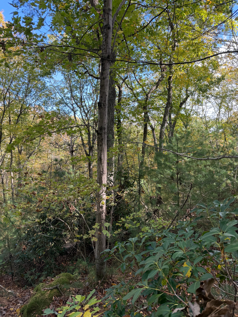 A photograph from Oct 20, 2026 near Guilford & East River Preserve, where the observer’s point is approximate.