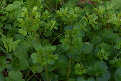 Chrysosplenium pilosum