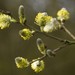 Salix cinerea - Photo (c) Janie Easterman,  זכויות יוצרים חלקיות (CC BY-NC-ND)