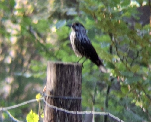 Slender-billed Nutcracker