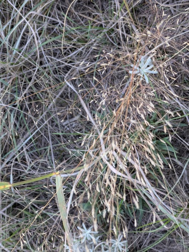 Eragrostis trichodes observed 2026-10-18