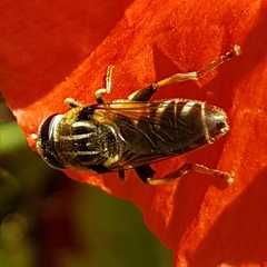 Merodon avidus