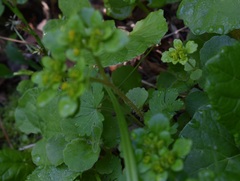 Chrysosplenium pilosum