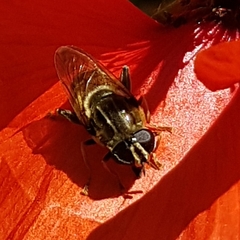 Merodon avidus