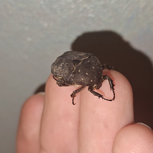 Speckled Rose Chafer