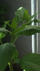 Nicotiana tabacum