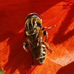 Merodon avidus