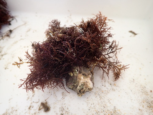 Pterocladiella capillacea observed 2026-10-17