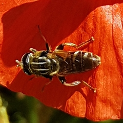 Merodon avidus