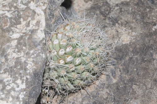Whitecolumn Foxtail Cactus