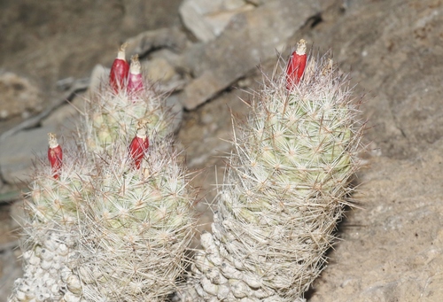 Whitecolumn Foxtail Cactus