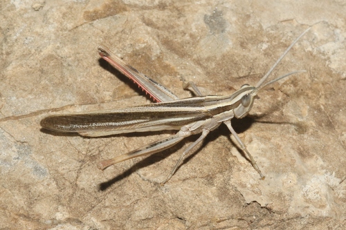 Texas Mermiria