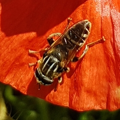 Merodon avidus