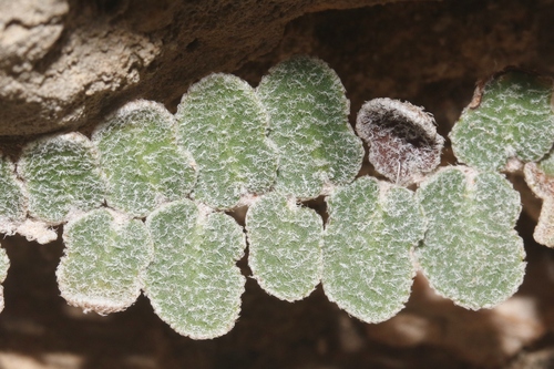 Hybrid Cloakfern
