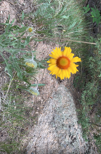 Gaillardia aristata observed 2026-10-20