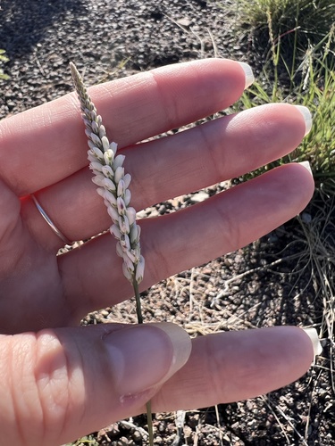 Polygala alba observed 2026-10-20