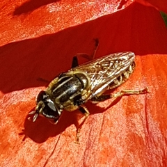 Merodon avidus