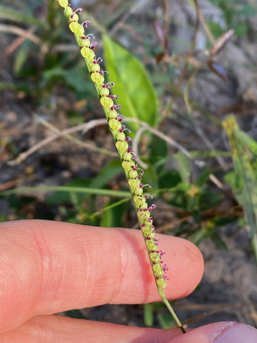 Paspalum setaceum observed 2026-10-20