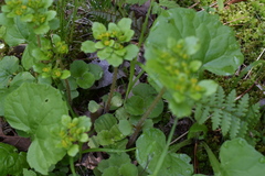 Chrysosplenium pilosum
